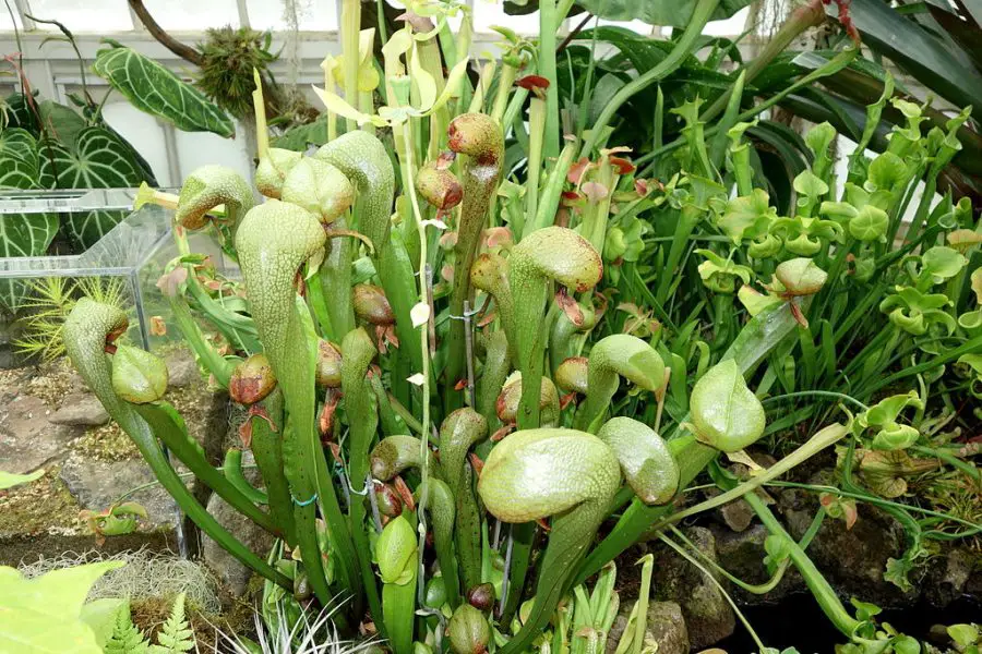 Cobra Lily Care