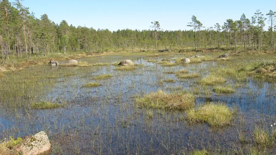 a peat bog