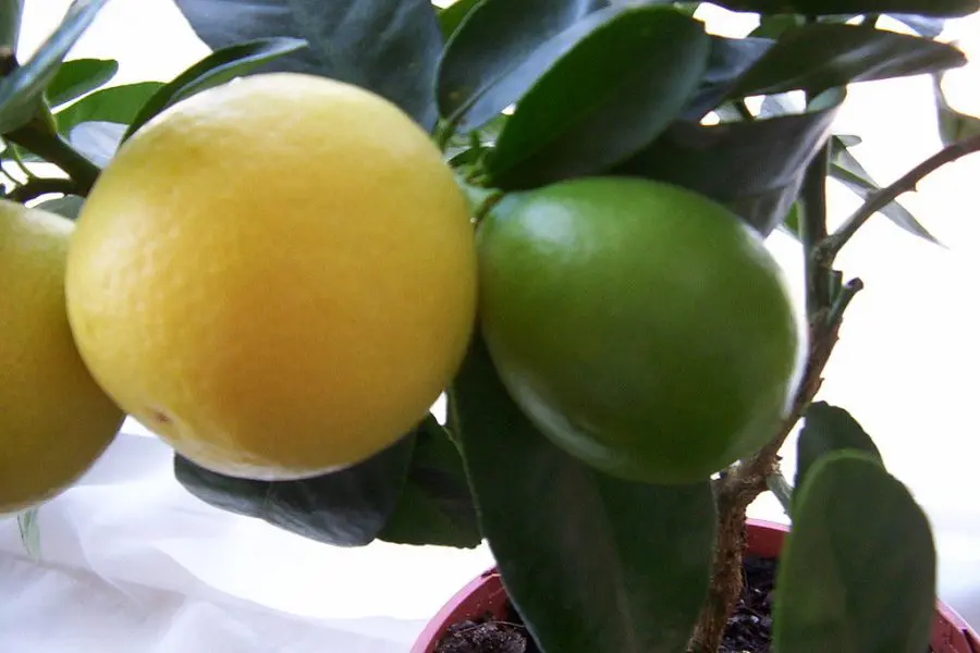 limequat fruit