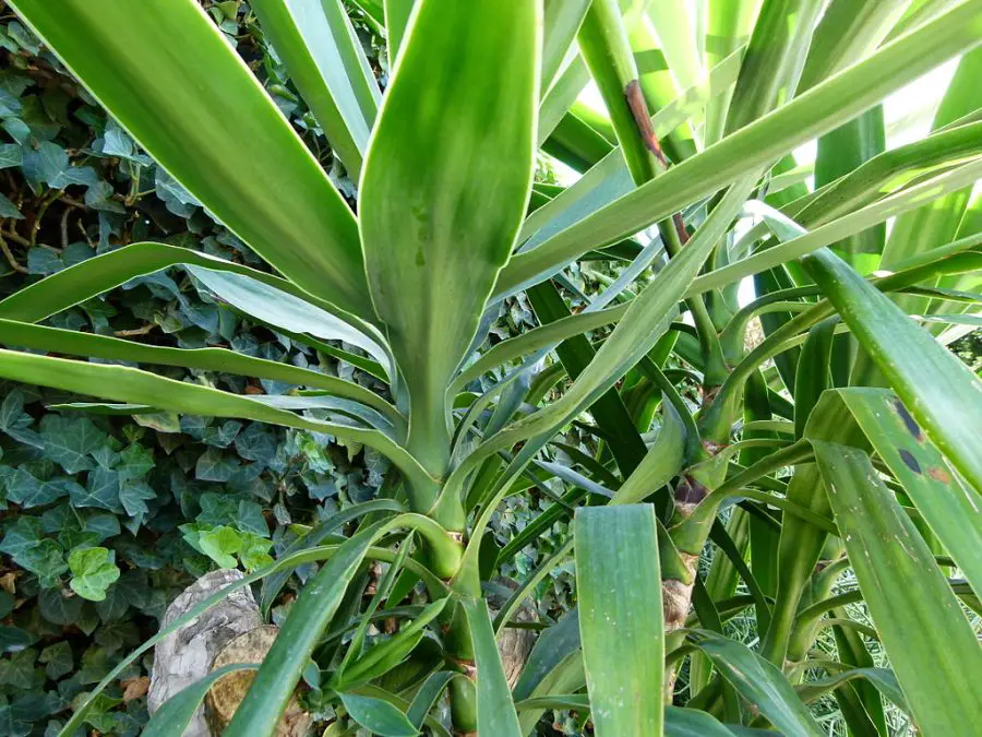 Yucca elephantipes
