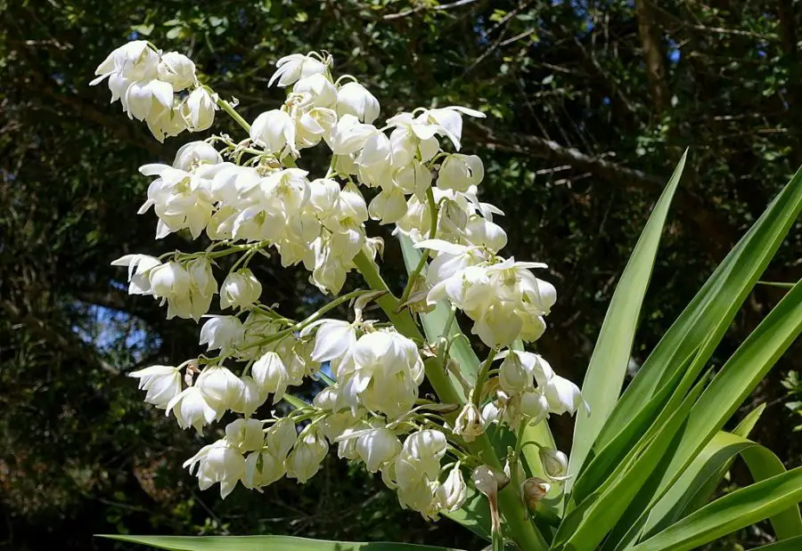 Elephant Yucca Flowers