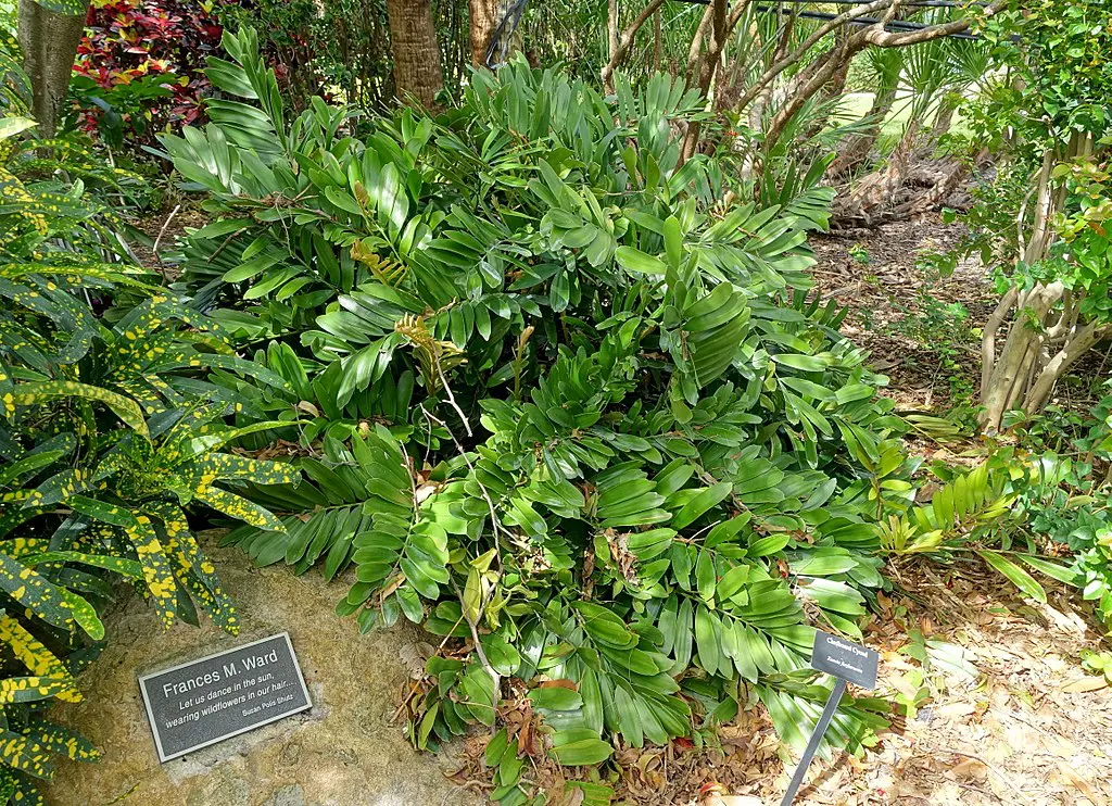 Zamia furfuracea aka Cardboard Palm