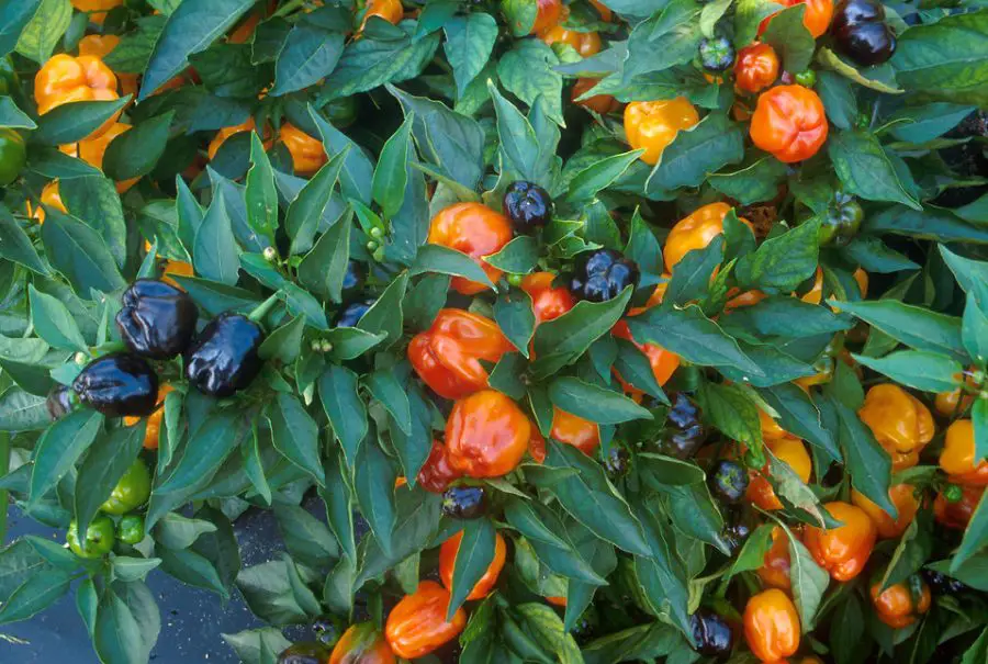How Long Do Pepper Plants Live?