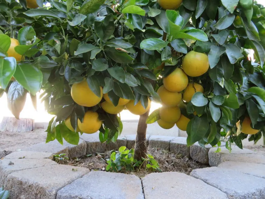 How To Grow Ruby Red Grapefruit Indoors