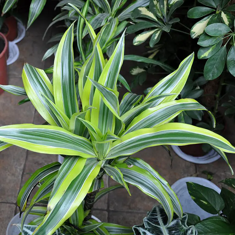 Dracaena fragrans