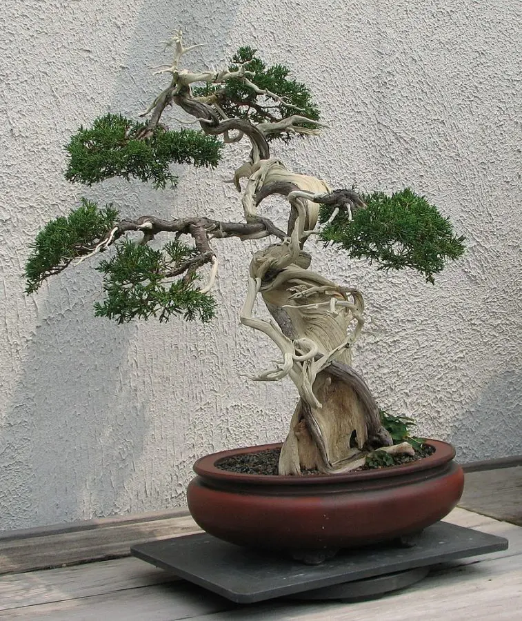 Indoor Juniper Bonsai Care