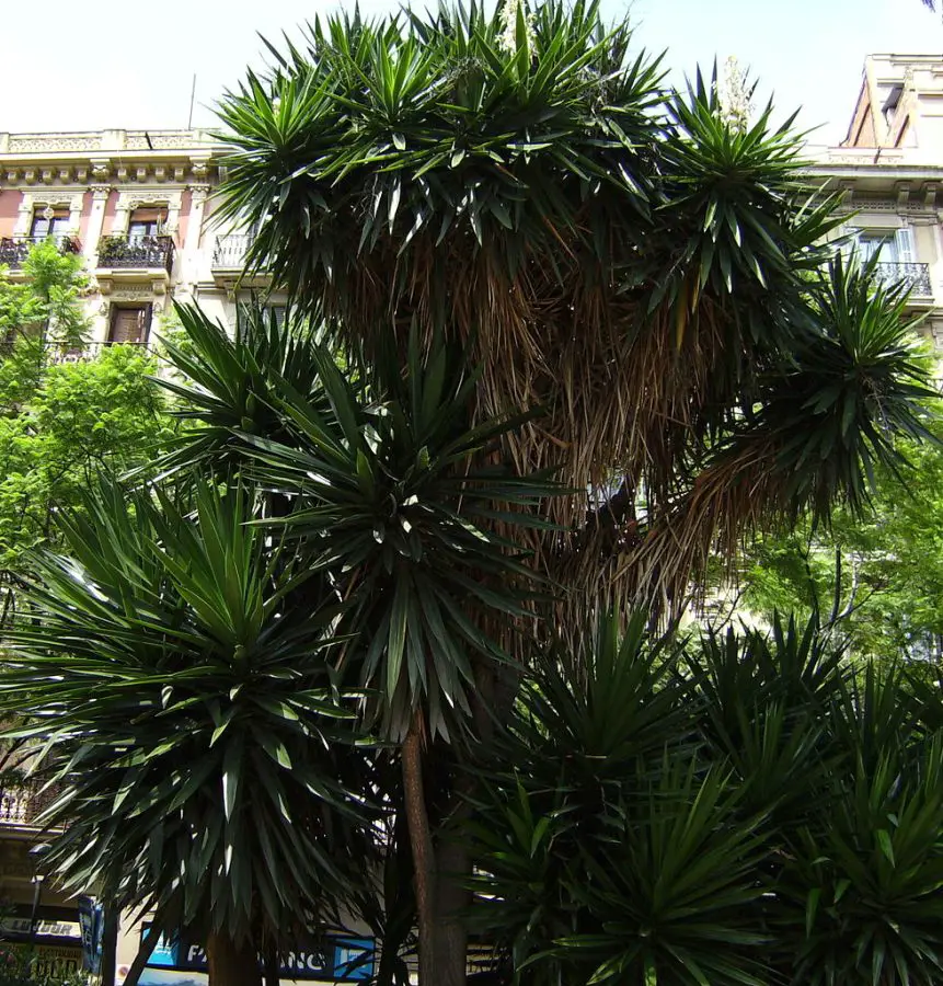 Yucca gigantea (syn. Yucca elephantipes)