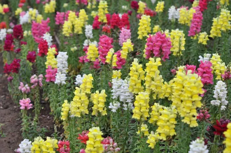 Growing Flowers Hydroponically