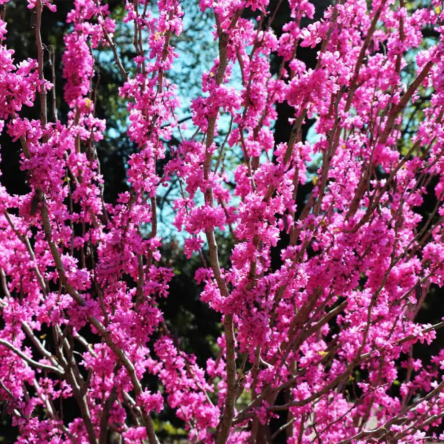 Avondale Chinese Redbud Tree