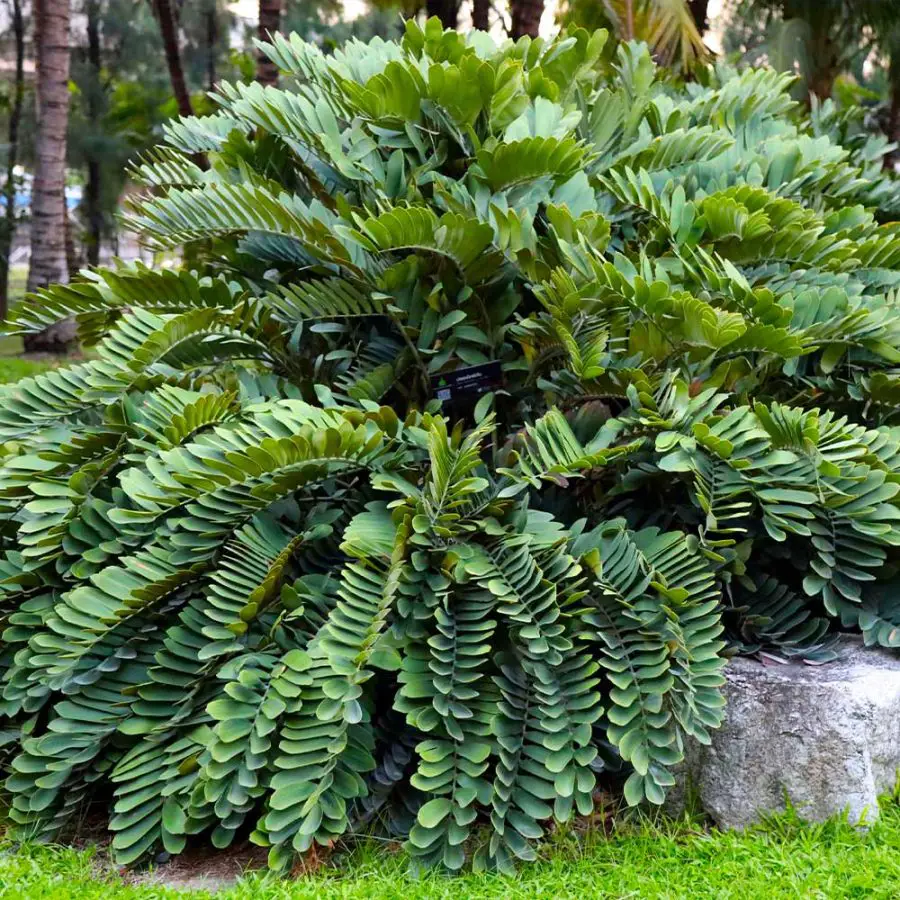 Cardboard Palm Care Indoors