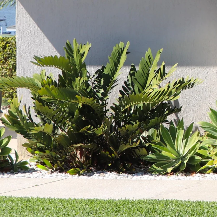 Cardboard Palm aka Zamia furfuracea