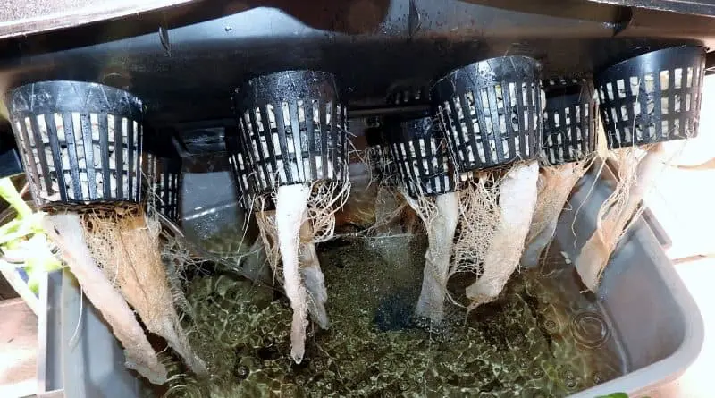 Hydroponic Wick System - Kratky On Steroids