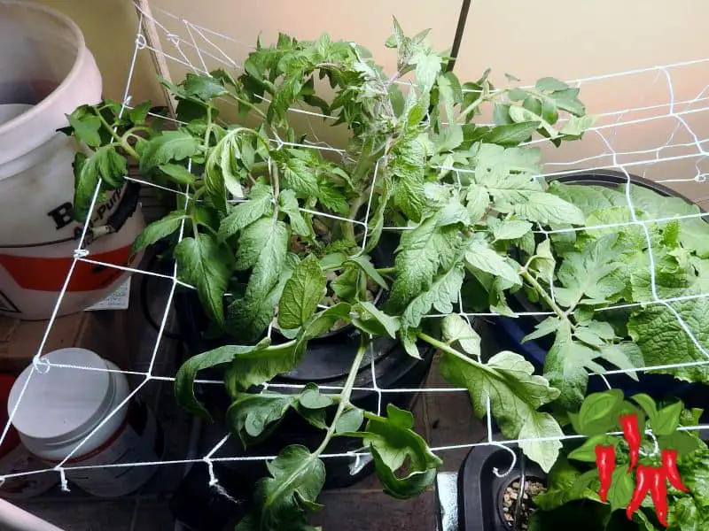 trellised tomato