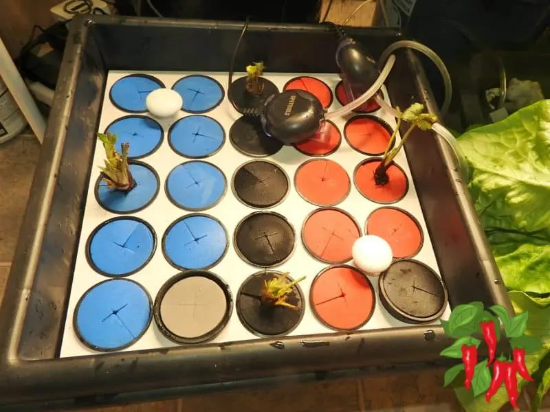 Growing Strawberries in DWC