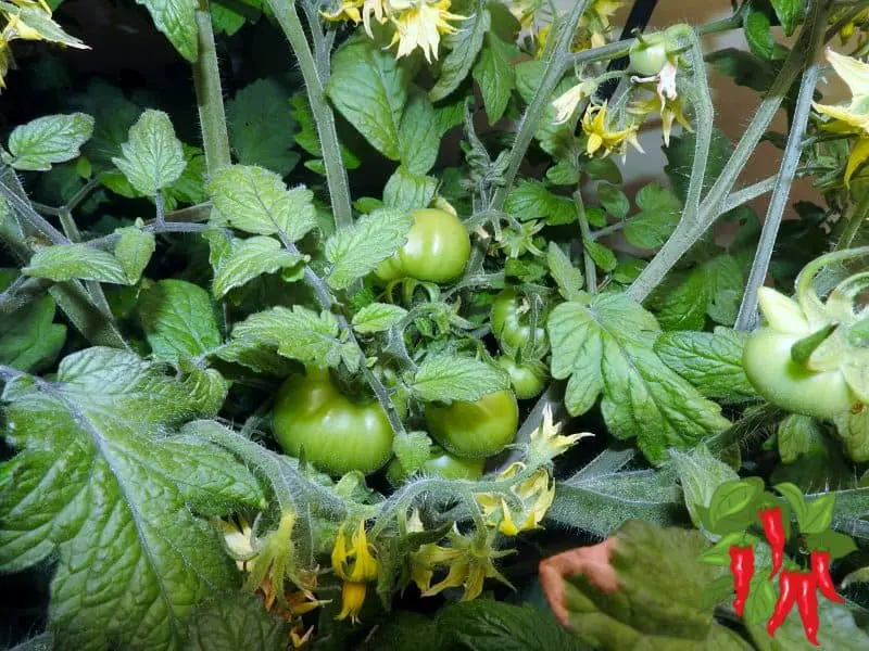 hydroponic tomatoes