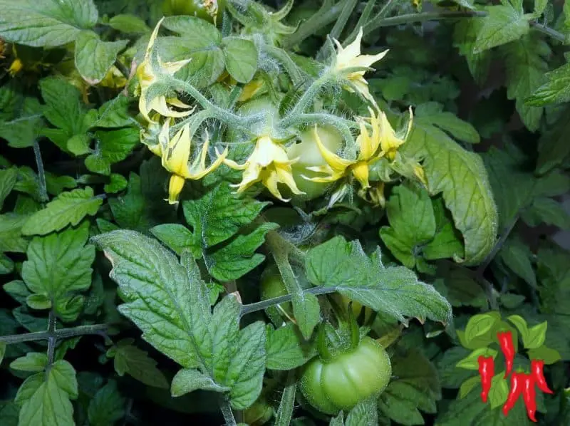 Grow Tomatoes All Year Round