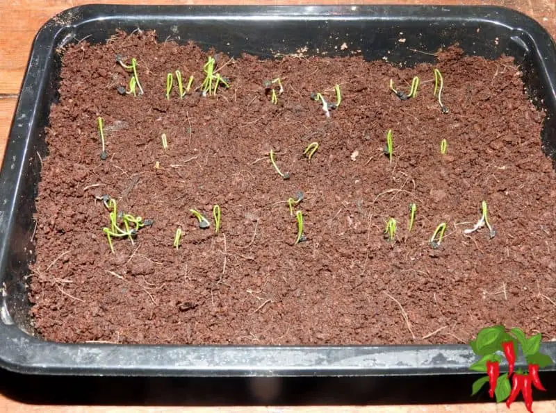 green onions sprouting in coco peat
