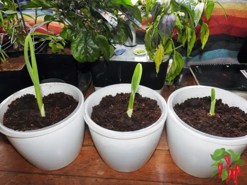 Growing Elephant Garlic Indoors In Self Watering Planters