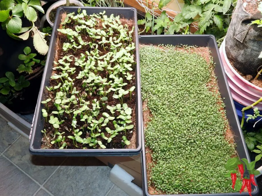 9 REASONS TO START GROWING MICROGREENS AT HOME - SUNFLOWER AND ALFALFA MICROGREENS IN TRAYS