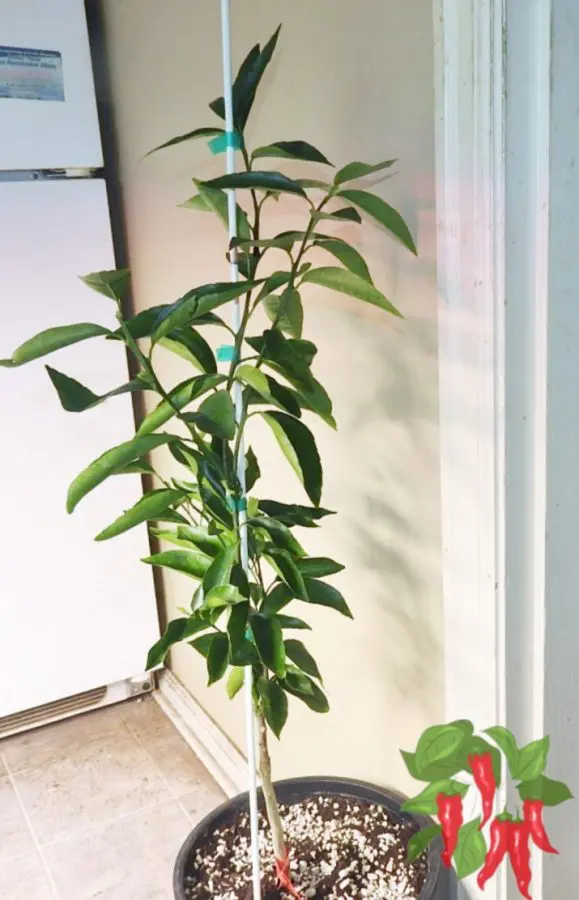 Clementine Orange Citrus Tree In Coco Coir And Perlite