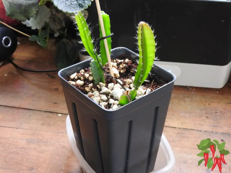 Propagating Yellow Dragon Fruit Cactus