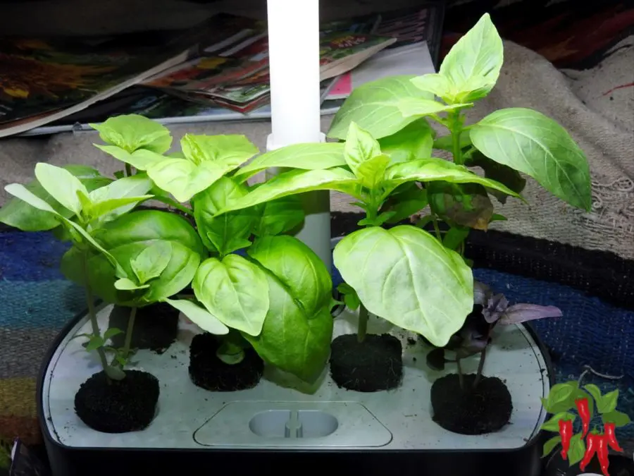 Hydroponic Basil Day 14 In My AeroGarden Harvest