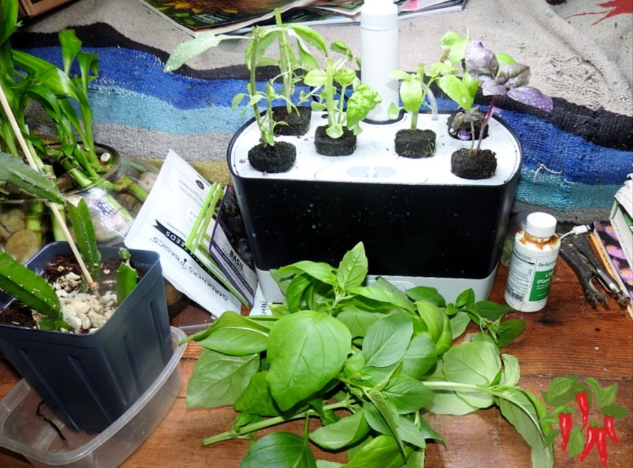Topped basil and harvest