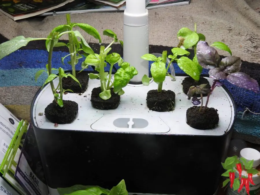 newly topped basil in my AeroGarden