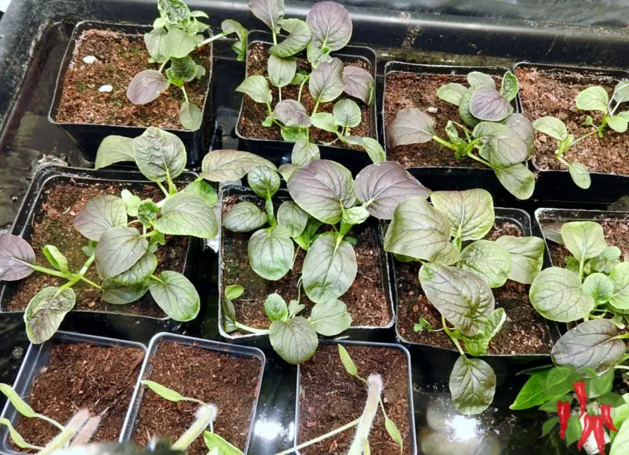 purple bok choi