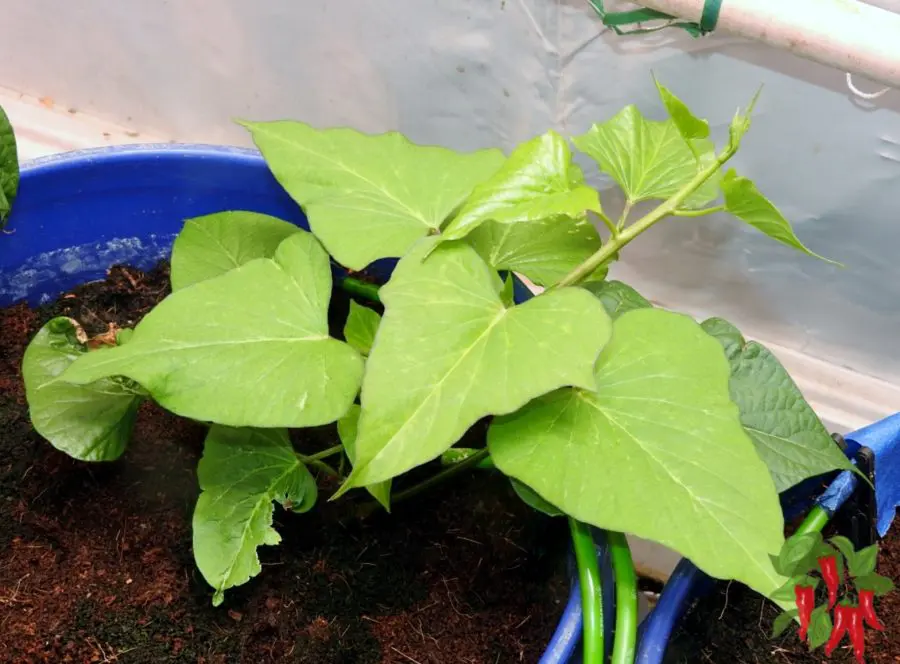 Growing Hydroponic Sweet Potatoes