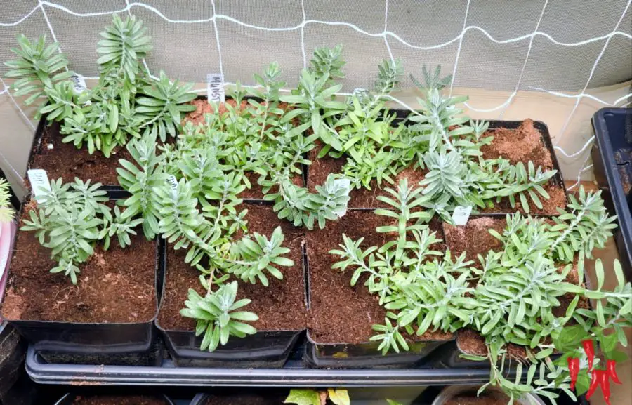 my indoor lavender plants