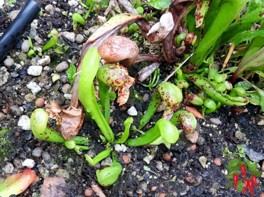 My Cobra Lily
