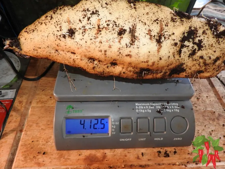 Purple Okinawan Weight 4 pounds 12.5 ounces