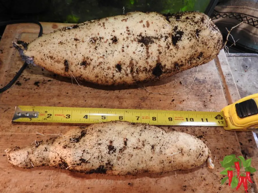 Purple Okinawan Sweet Potato Size