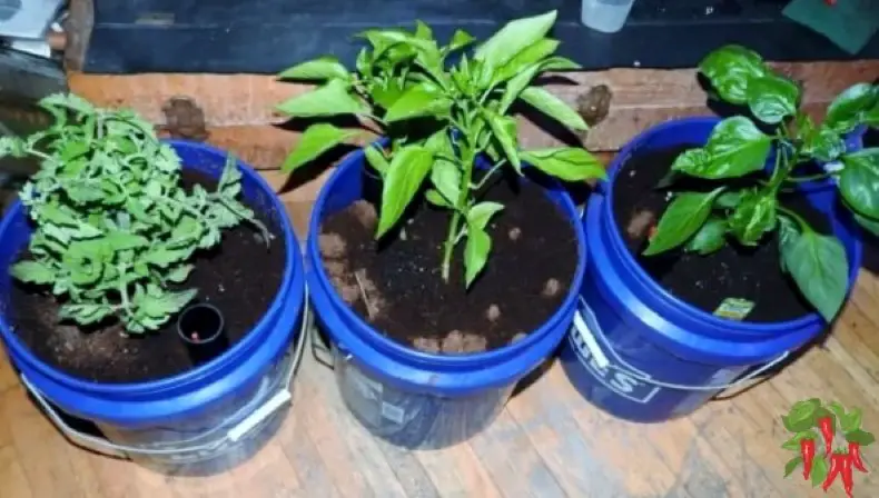 My GroBucket self watering planters with tomato and pepper plants