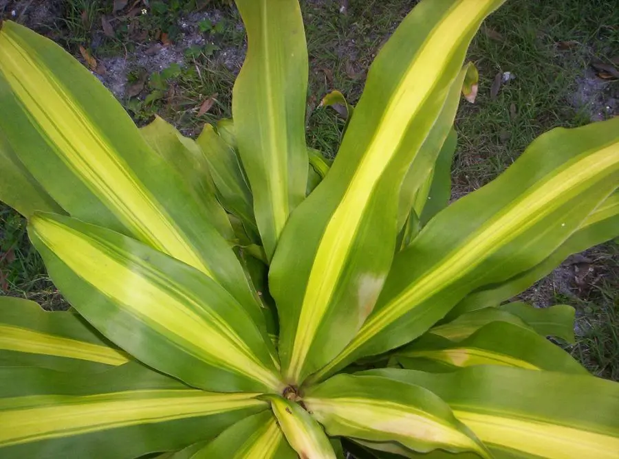 Corn Stalk Dracaena Plant Care
