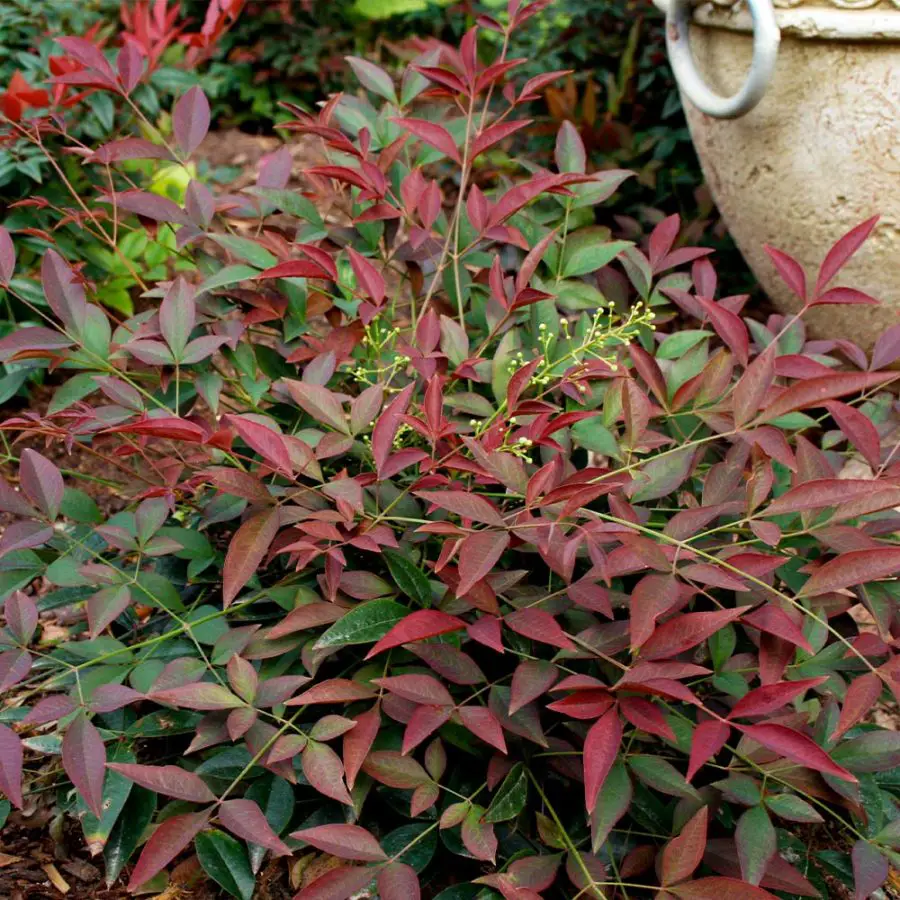 Flirt heavenly bamboo