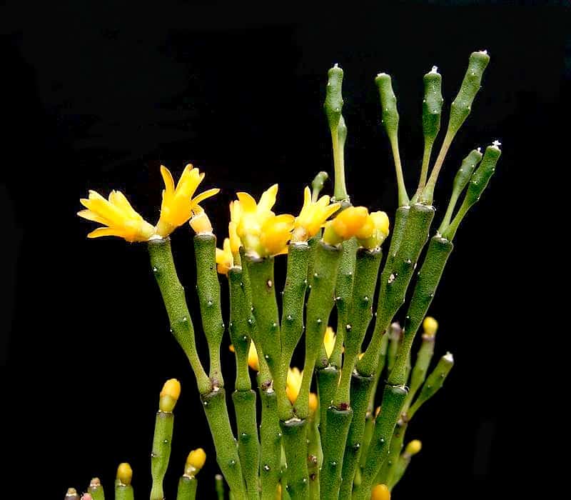 Frank Vincentz, CC BY-SA 3.0 <http://creativecommons.org/licenses/by-sa/3.0/>, via Wikimedia Commons Dancing Bones Cactus Care