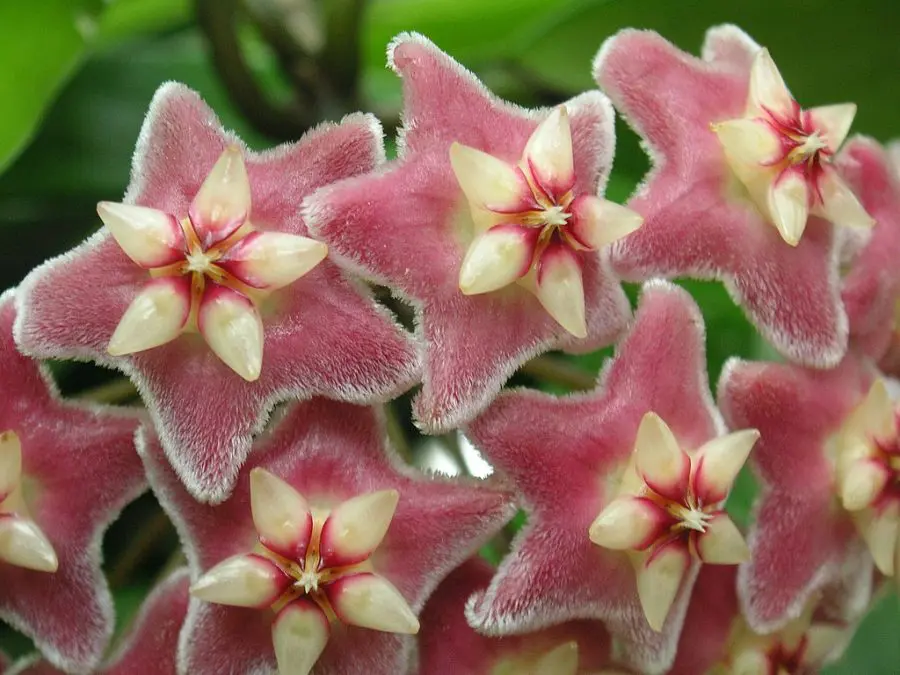 Hoya pubicalyx