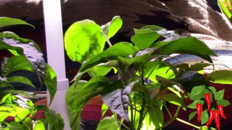 Growing Chili Peppers In An AeroGarden Harvest