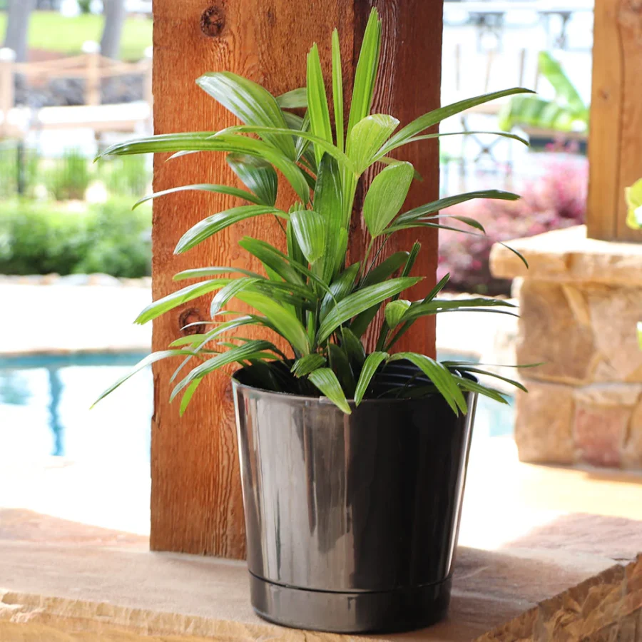 Lady Palm Pot Size and Repotting