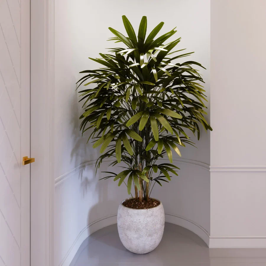 Rhapis Excelsa Palm Indoor Care