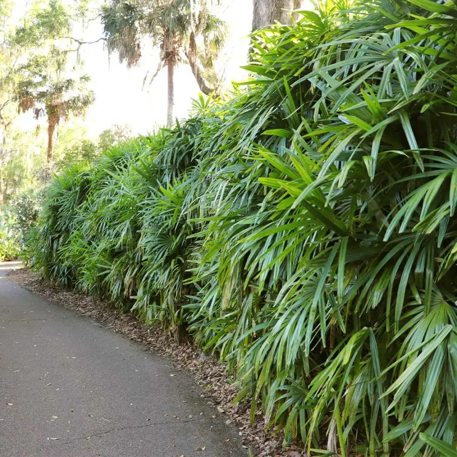 Characteristics of Rhapis excelsa palm