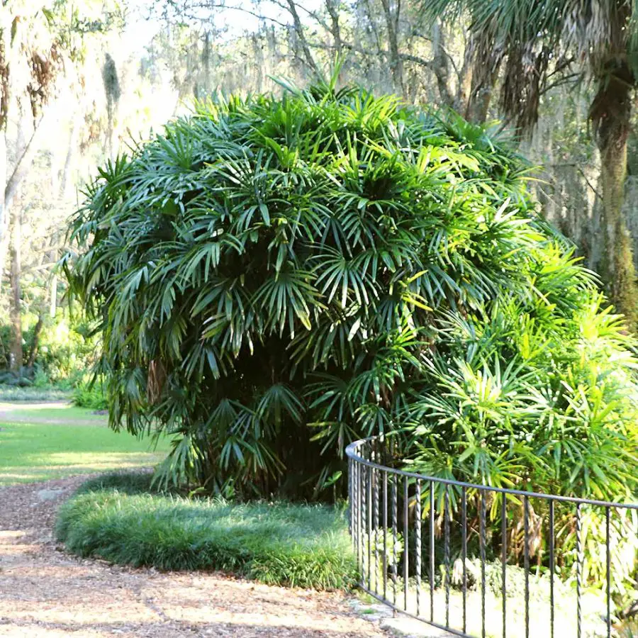 Rhapis Excelsa Palm Care
