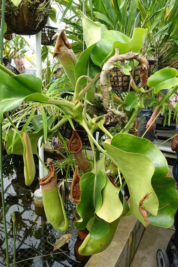 LARGE TRUNCATA PLANT