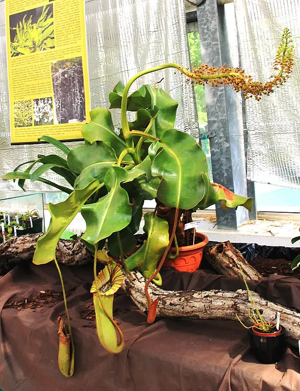 Nepenthes truncata flowering