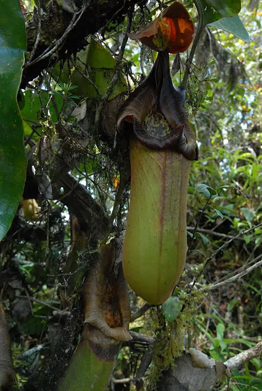 Nepenthes_truncata_dark_peristome
