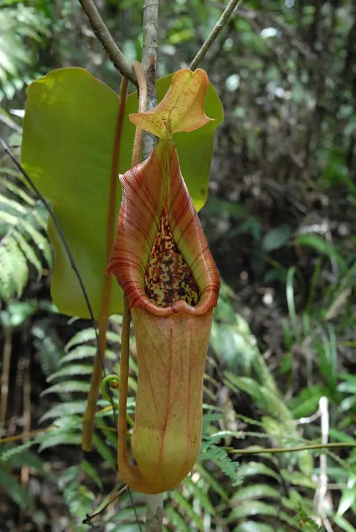 newly opened Nepenthes truncata pitcher