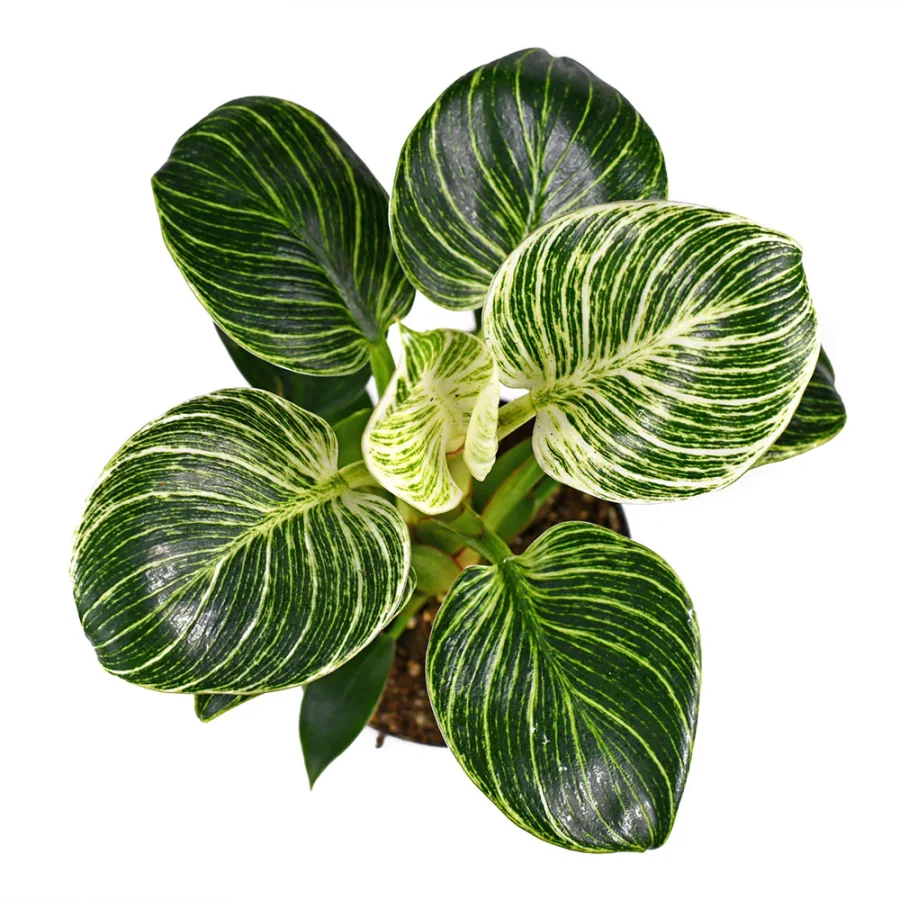 Birkin Plant Care Tips And Tricks For Beginners