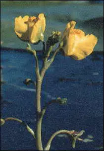 Utricularia macrorhiza